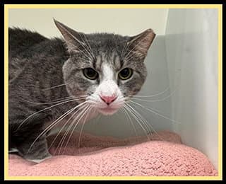 Klous - Domestic Short Hair