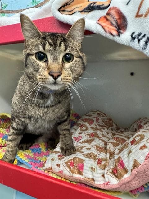 Richmond - Domestic Medium Hair