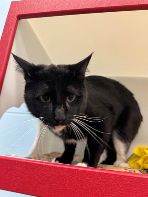Short Pump Mall - Domestic Short Hair