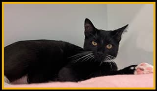 Short Pump Mall - Domestic Short Hair