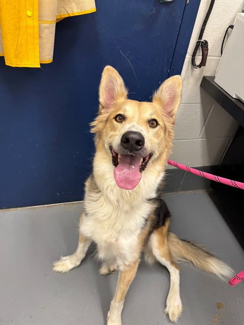 Cassandra - German Shepherd Dog
