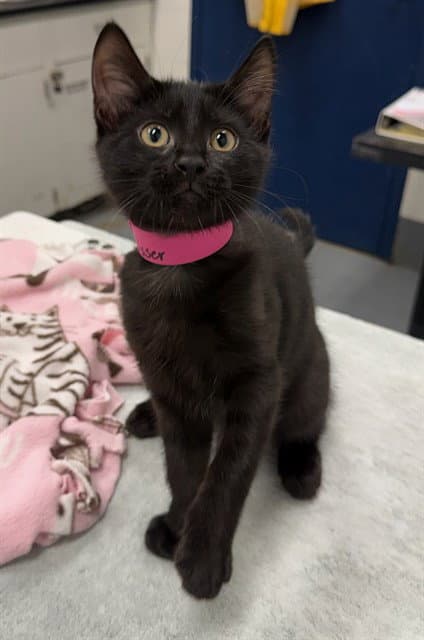 Misser - Domestic Short Hair