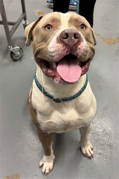 Goliath - American Pit Bull Terrier
