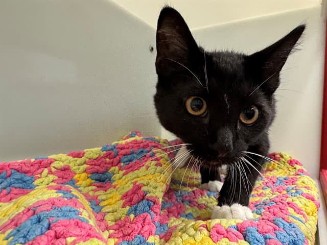 Panda - Domestic Short Hair