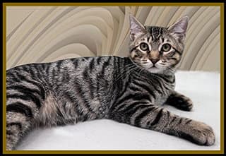 Guppy - Domestic Short Hair
