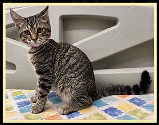 Tetra - Domestic Short Hair