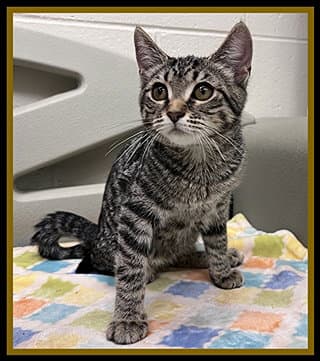 Trout - Domestic Short Hair