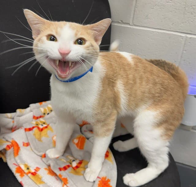 Duluth - Domestic Short Hair
