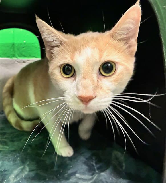 Eagon - Domestic Short Hair