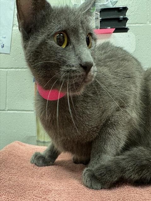 Alexander - Domestic Short Hair