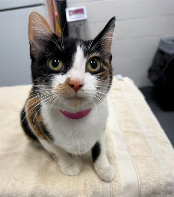 Elara - Domestic Short Hair