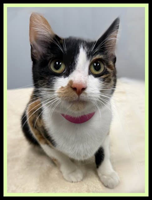 Elara - Domestic Short Hair