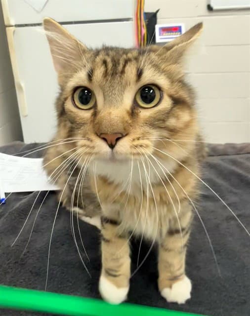 Rookie - Domestic Medium Hair