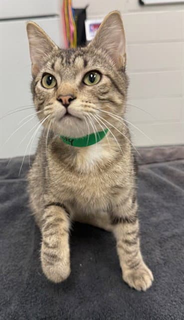 Scotty - Domestic Short Hair