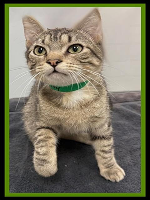 Scotty - Domestic Short Hair