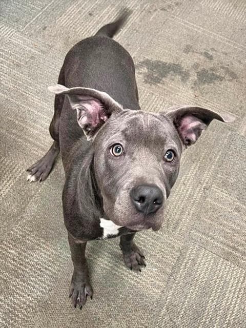 Nova Scotia - Pit Bull Terrier