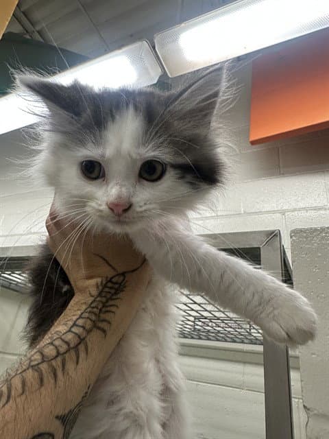 Vail - Domestic Long Hair