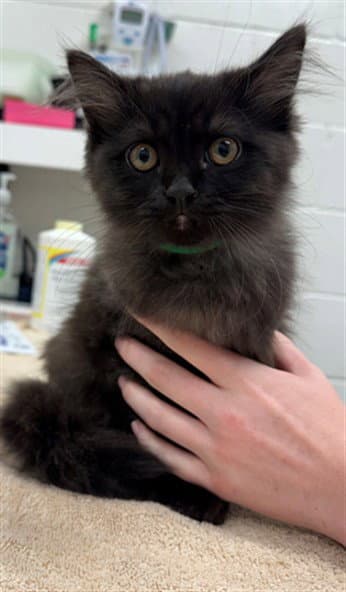 Durango - Domestic Long Hair