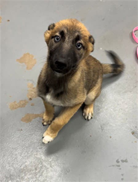 Winnipeg - German Shepherd Dog