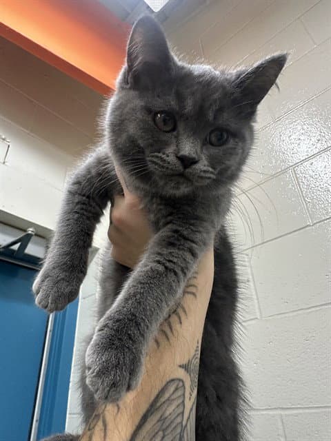 Denver - Domestic Long Hair
