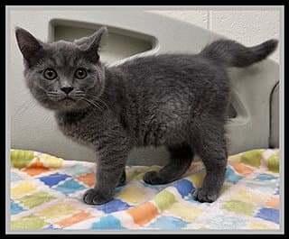 Denver - Domestic Long Hair