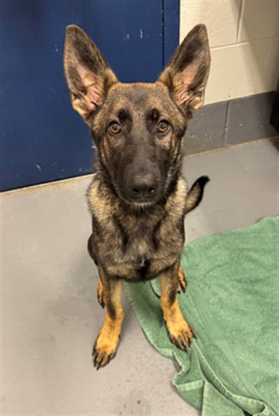 Sawyer - German Shepherd Dog