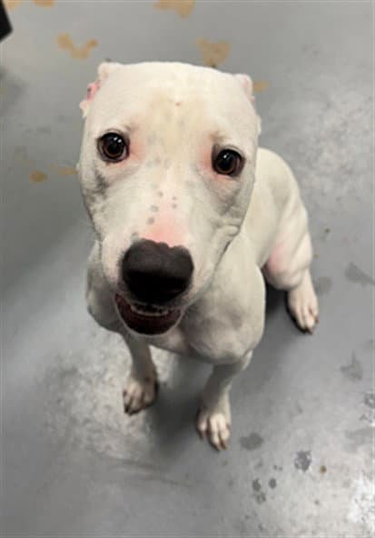 Cotton Seed - Pit Bull Terrier