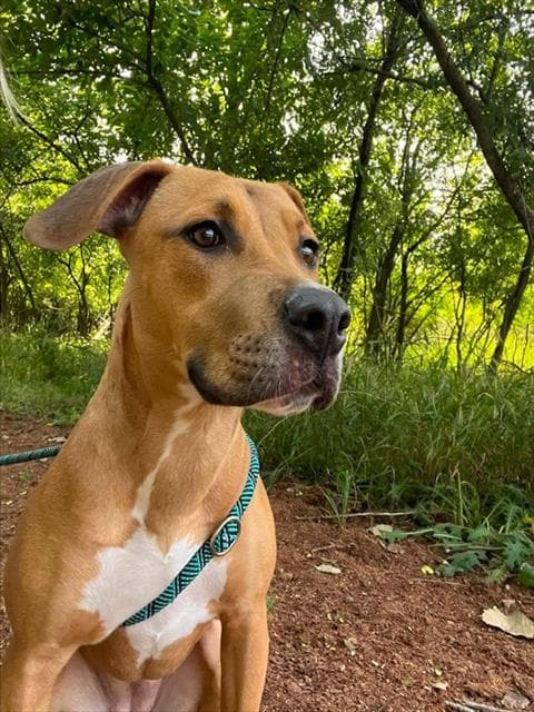 Honey Bee - Pit Bull Terrier