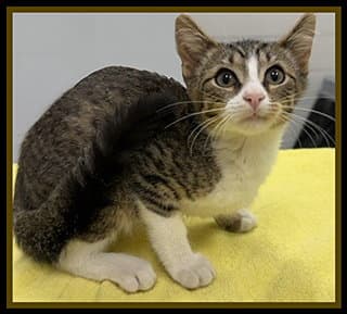 Gumbo - Domestic Short Hair