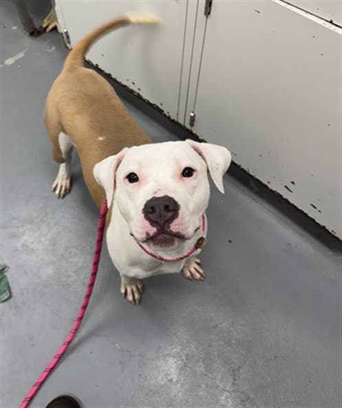 Pumpkin Seed - Pit Bull Terrier