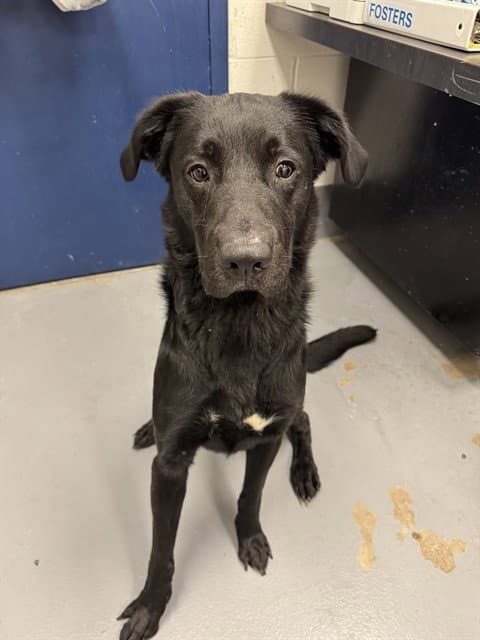 Kettle - Labrador Retriever
