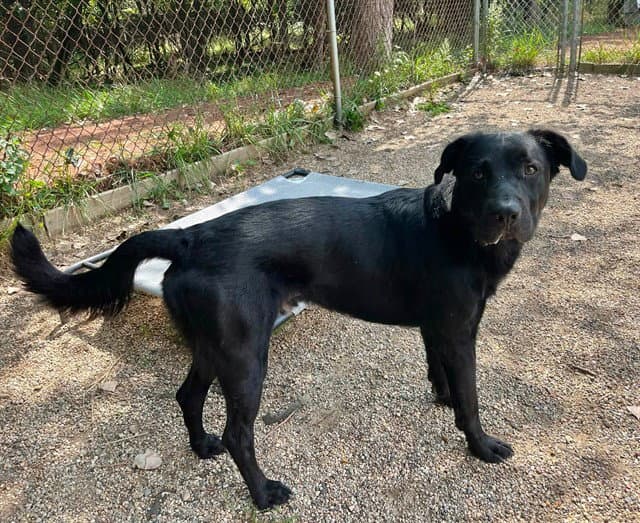 Kettle - Labrador Retriever