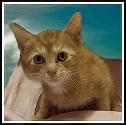 Archie image 1