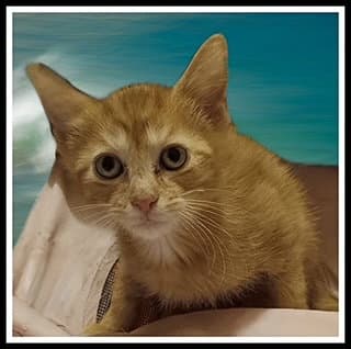 Archie - Domestic Short Hair