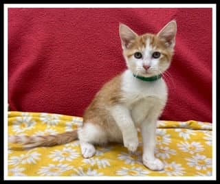 Elric - Domestic Short Hair