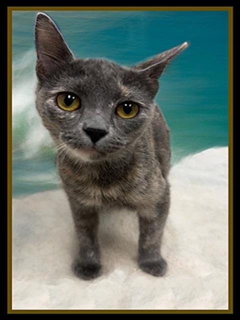 Sequoia - Domestic Short Hair