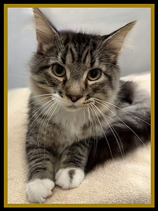 Sorrel - Domestic Long Hair