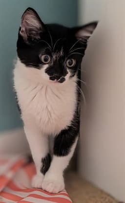 Oreo image 1