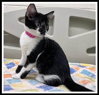 Oreo - Domestic Short Hair
