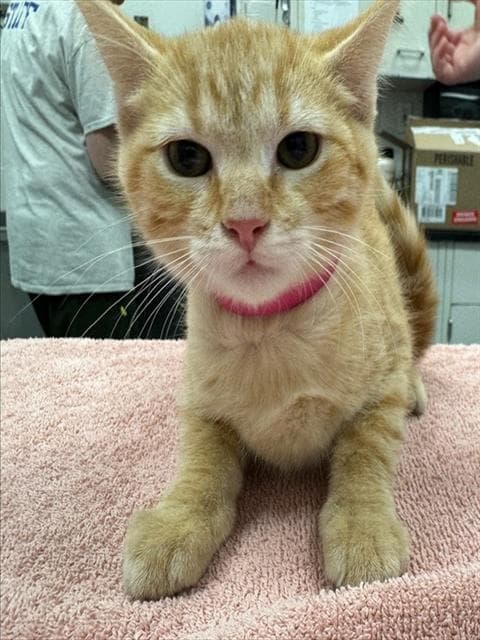 Mandarin - Domestic Short Hair