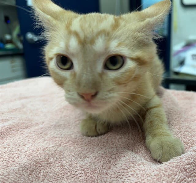 Tangerine - Domestic Short Hair