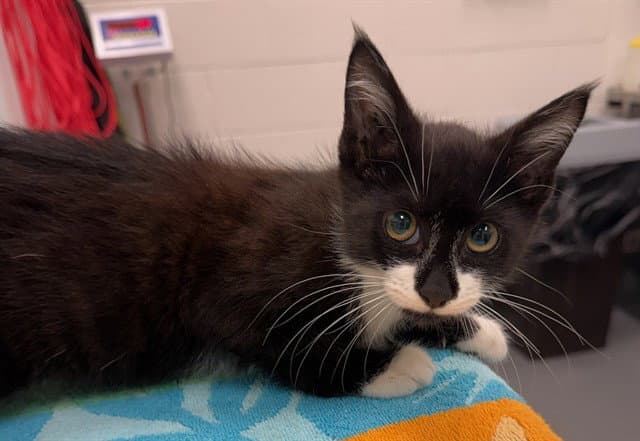 Twizzle - Domestic Short Hair