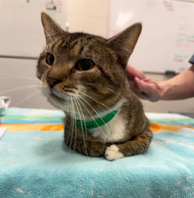Fable - Domestic Short Hair