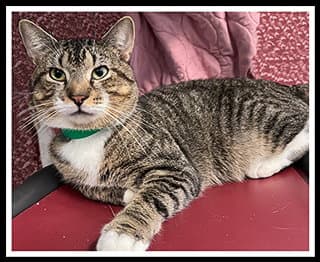 Fable - Domestic Short Hair