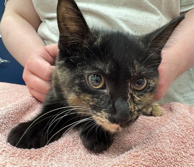 Waffer - Domestic Short Hair