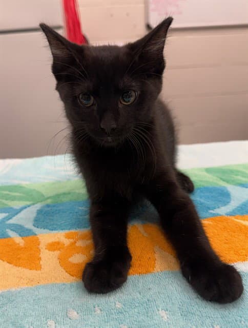 Zigzag - Domestic Short Hair
