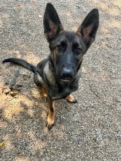 Sawyer - German Shepherd Dog