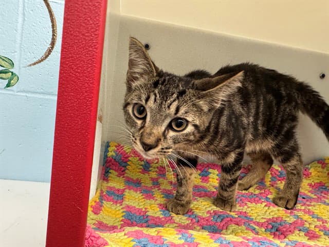 Castle - Domestic Short Hair