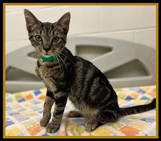 Castle - Domestic Short Hair