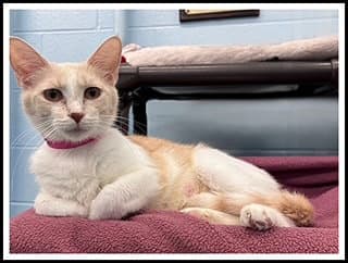 Shylo - Domestic Short Hair